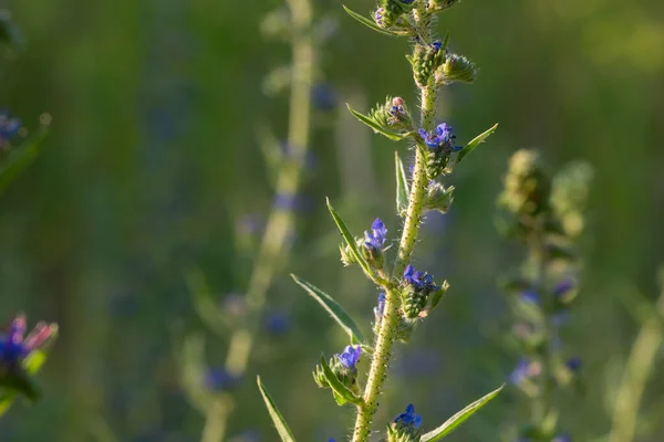 Echium Vulgare Flores Bugloss Víbora Oin Día Soleado Primer Plano — Foto de Stock