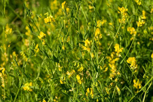 ラサイラスPratensis 晴れた日に黄色の草原エンドウ豆の花を閉じる選択的な焦点 — ストック写真