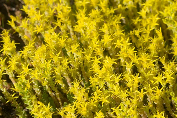 Graniglia Muschio Rosso Sedum Acro Fiori Gialli Primo Piano Selettivo — Foto Stock