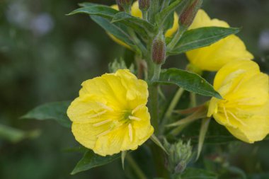 Oenothera biennis, yaygın akşam çiçeği, akşam yıldızı sarı çiçekler yakın çekim seçici odak