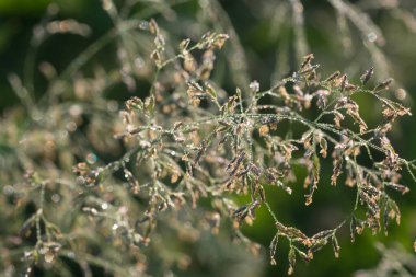 Sabah çiğ tanesiyle kaplanmış çimen çiçekleri. Kapalı seçici odak.