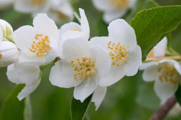 Białe Kwiaty Jaśminu Gałązce Zbliżenie Selektywne Ostrość — Zdjęcie stockowe