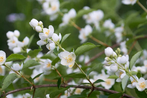 Białe Kwiaty Jaśminu Gałązce Zbliżenie Selektywne Ostrość — Zdjęcie stockowe