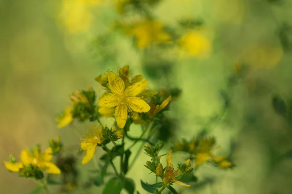 Hypericum Perforatum Perforiert Johanniskraut Gelbe Blüten Nahaufnahme Selektiver Fokus — Stockfoto