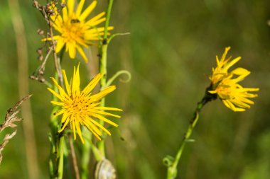 Tragopogon pratensis, çayır tuzlu yaz sarı çiçeği yakın plan seçici odak