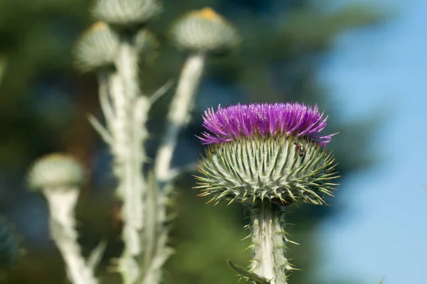 Onopordum Acanthium Flores Cardo Escocés Primer Día Soleado Enfoque Selectivo — Foto de Stock