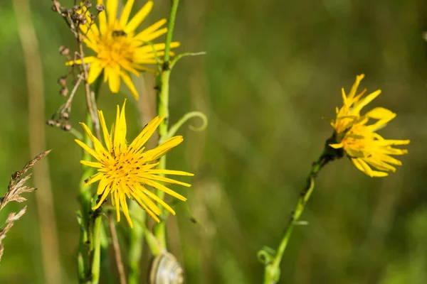 Tragopogon Pratensis Äng Salsify Sommar Gul Blomma Närbild Selektivt Fokus — Stockfoto