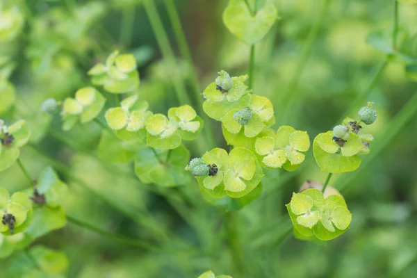 Euphorbia Esula Fiori Spurgo Verde Nel Prato Primo Piano Fuoco — Foto Stock