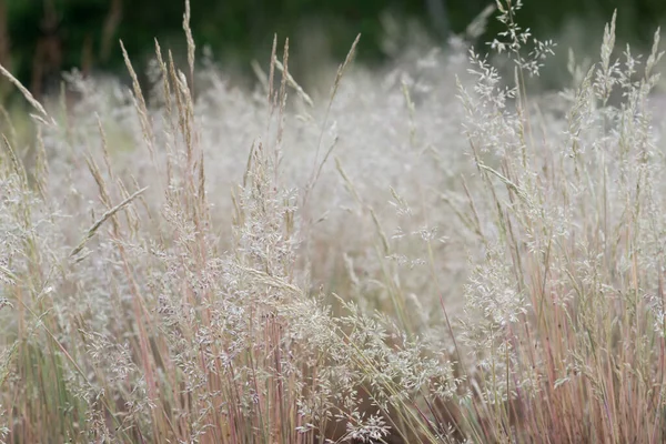 Erba Fiori Nel Prato Primo Piano Fuoco Selettivo — Foto Stock