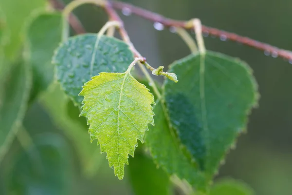 Spring Birch Leaves Covered Morning Dew Closeup Selective Focus — Stock Photo, Image