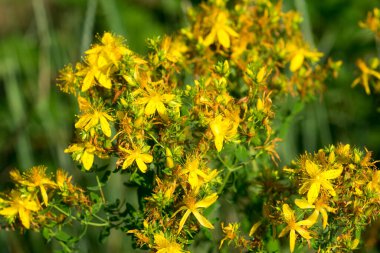 Hypericum perforatum, St John 's-wort sarı çiçeğini delin yakın plan seçici odak