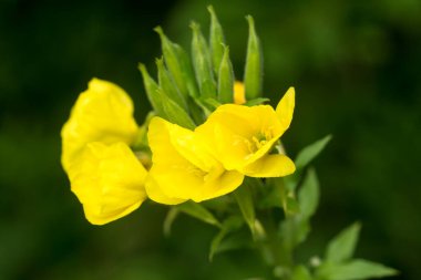 Oenothera biennis, yaygın akşam çiçeği, akşam yıldızı sarı çiçekler yakın çekim seçici odak