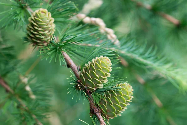 Grön Vår Lärk Kottar Twig Närbild Selektivt Fokus — Stockfoto