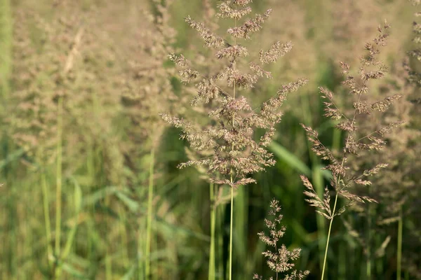 Agrostis Capillaris Herbe Courbée Commune Dans Champ Sélectif Prairie — Photo