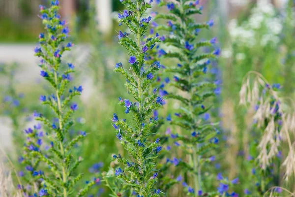 Echium Vulgare Viper Bugloss Blue Flowers Closeup Selective — Stock fotografie