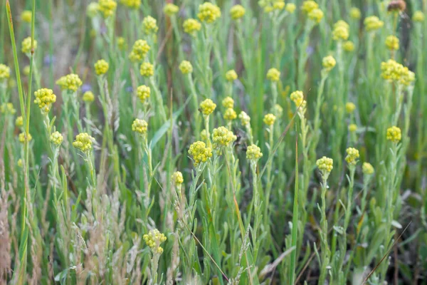 Helichrysum Arenarium 矮星は牧草地で永遠の黄色の花を閉じる選択的な焦点 — ストック写真