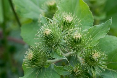 Arctium eksi, daha az dulavrat otu yeşili çiçekler seçici odaklanma yakın