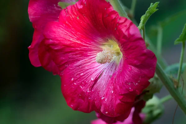 Красный Alcea Rosea Общие Цветы Hollyhock Саду Крупным Планом Избирательный — стоковое фото