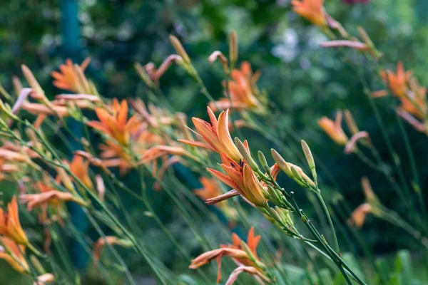 Orange Day Lily Flowers Closeup Garden Selective Focus — Stock Photo, Image