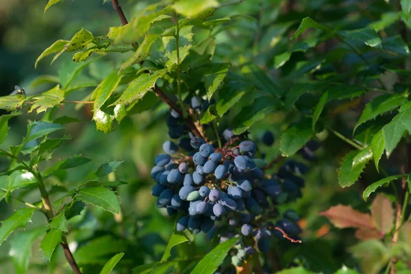 Mahonia Aquifolium Magyal Levelű Áfonya Oregoni Szőlőszemek Közelkép Szelektív Fókusz — Stock Fotó