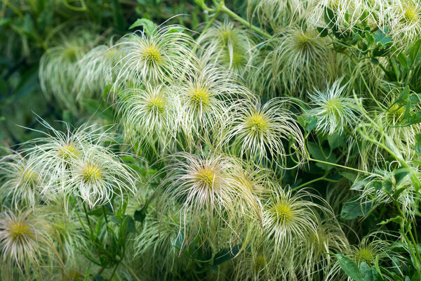 Clematis vitalba, traveller's joy white flowers closeup selective focus