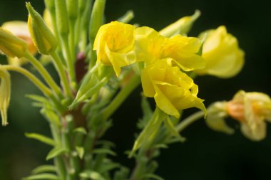 Oenothera biennis, yaygın akşam çiçeği, akşam yıldızı sarı çiçekler yakın çekim seçici odak