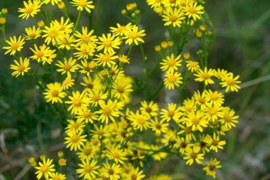 Jacobaea vulgaris, Senecio jacobae sarı çiçekler çayır seçici odak noktasına yakın