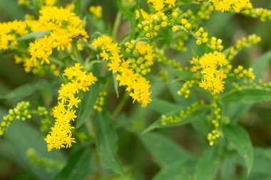 Solidago canadensis, Kanada altın sarısı yaz çiçekleri yakın seçici odak