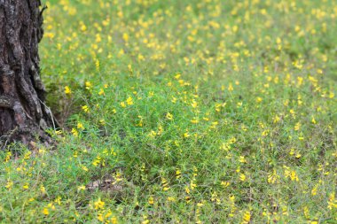 Melampyrum pratense, sarı buğday çiçekleri çiçek seçici odak