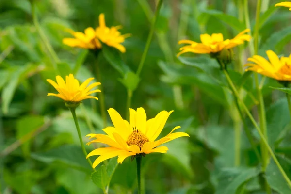 Heliopsis Helianthoides Fleurs Rugueuses Jaune Oxeye Gros Plan Foyer Sélectif — Photo