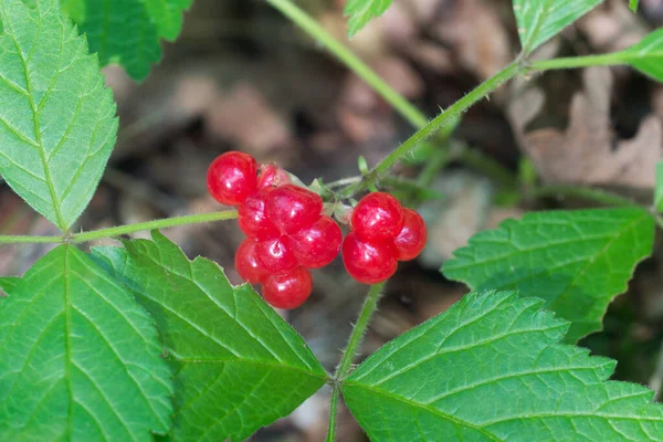 Rubus Saxatilis Sten Bramble Bär Kvist Närbild Selektivt Fokus — Stockfoto