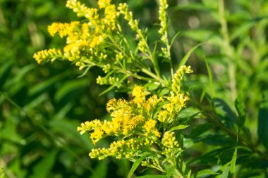 Solidago canadensis, Kanada altın sarısı yaz çiçekleri yakın seçici odak