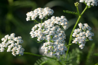 Achillea millefolium, Meadow makro seçici odak içinde yaygın yararrowwhite çiçekleri