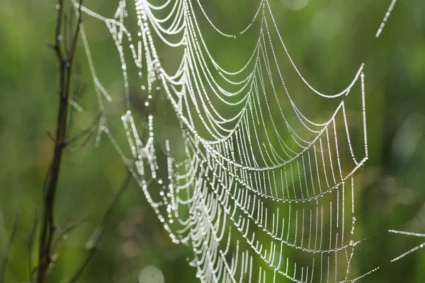 Pavučina Pokrytá Ranní Rosou Detailní Selektivní Ostření — Stock fotografie