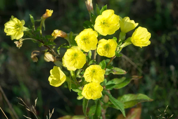 Oenothera Biennis Wspólne Kwiaty Wiesiołka Zbliżenie Selektywne Ostrość — Zdjęcie stockowe