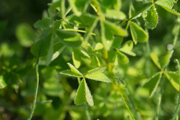 Oxalis Acetosella Wood Sorrel Leaves Covered Morning Dew Closeup Selective — Stock Photo, Image