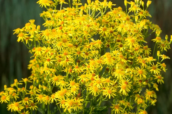 Jacobaea Vulgaris Senecio Jacobae Żółte Kwiaty Zbliżenie Łące Selektywne Ostrość — Zdjęcie stockowe