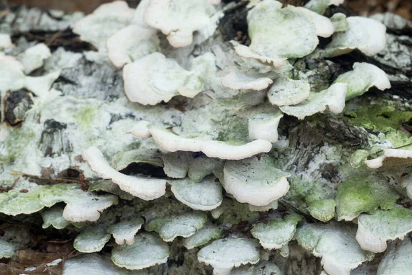 Λευκό Ξύλο Σάπια Μύκητα Σημύδα Closeup Επιλεκτική Εστίαση — Φωτογραφία Αρχείου