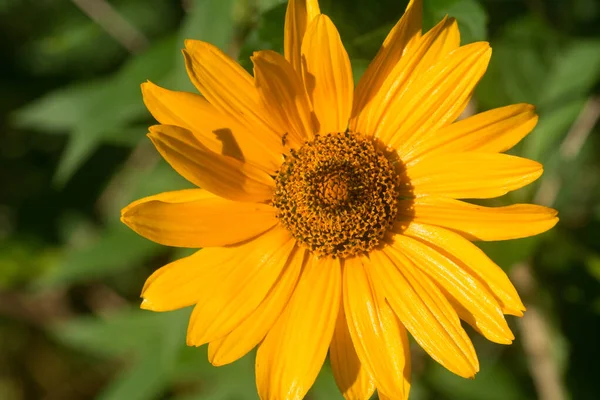 Heliopsis Helianthoides Fleurs Rugueuses Jaune Oxeye Gros Plan Foyer Sélectif — Photo