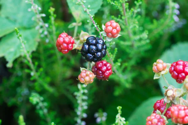Ripe Unripe Wild Blackberries Berries Twig Closeup Selective Focus — Stock Photo, Image
