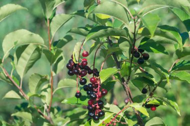 Prunus serotina, yabani kiraz üzümleri dal üzerinde yakın plan seçici odak