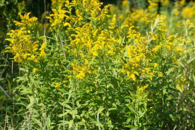 Solidago canadensis, Kanada altın sarısı yaz çiçekleri yakın seçici odak