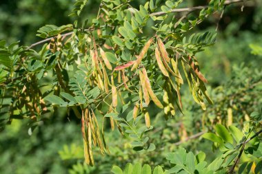 Robinia pseudoacacia ripe seed fruit on twig closeup selective focus