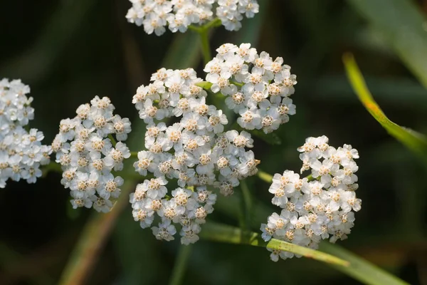 Achillea Millefolium Wąskobiałe Kwiaty Łące Ostrość Makro Selektywna — Zdjęcie stockowe