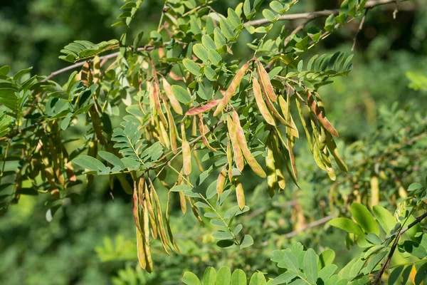 Robinia Pseudoacacia Frutti Semi Maturi Ramoscello Primo Piano Selettivo Focus — Foto Stock