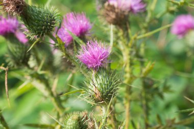 Cirsium vulgare, mızrak deve dikeni mor çiçekler yakın çekim odağı