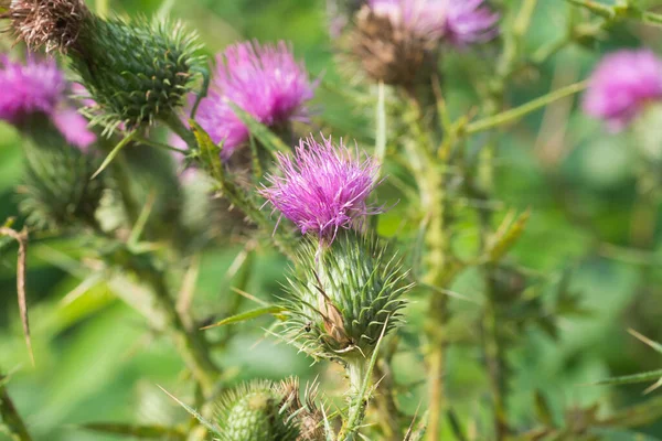 Cirsium Vulgare Lanza Cardo Violeta Flores Primer Plano Enfoque Selectivo — Foto de Stock