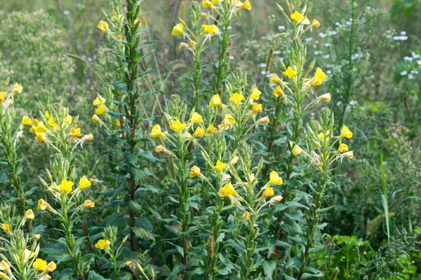 Oenothera Biennis Κοινά Κίτρινα Άνθη Νυχτολούλουδου Στο Λιβάδι Closeup Επιλεκτική — Φωτογραφία Αρχείου