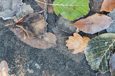 hoarfrost altında sonbahar yaprakları