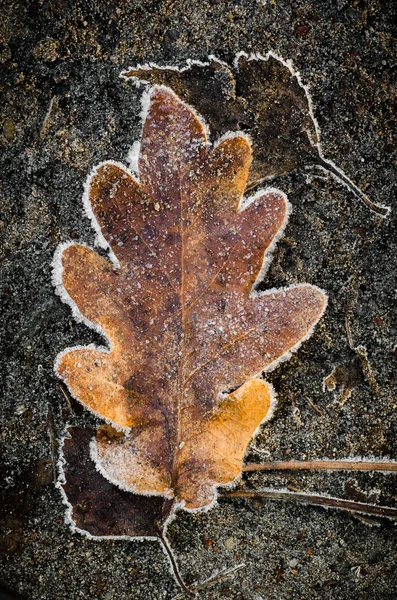 Hojas de otoño bajo las heladas —  Fotos de Stock
